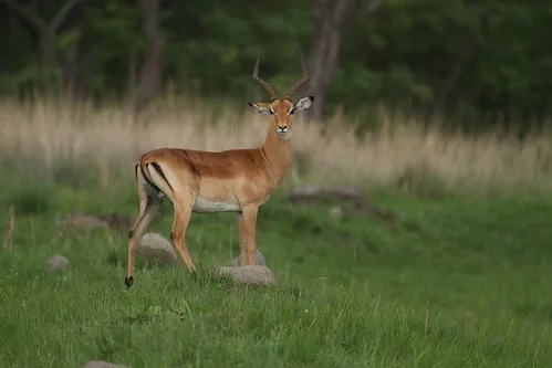 Impala Brian Gratwicke Flickr