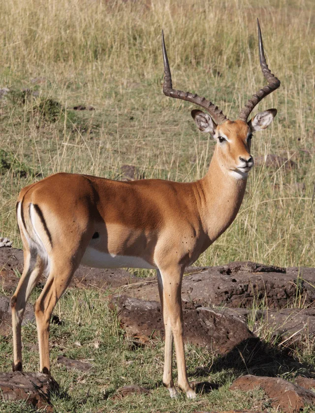Impala Common Zander Bierman Safaris