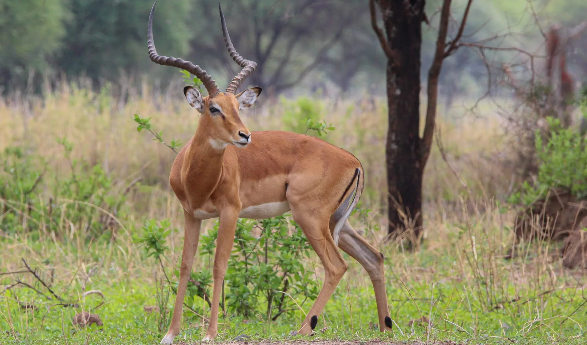 Impala Facts Distribution Population Biodb
