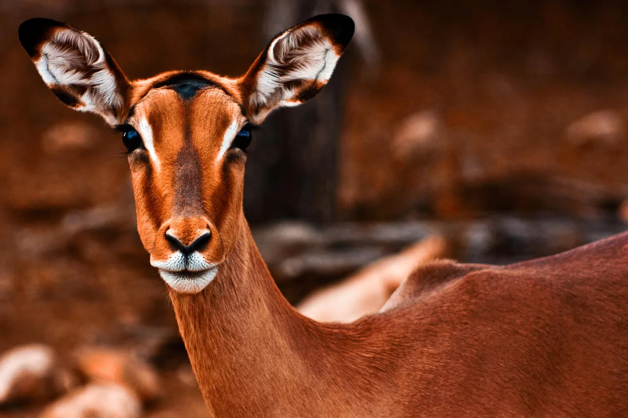 Impala Female By Somadjinn On Deviantart