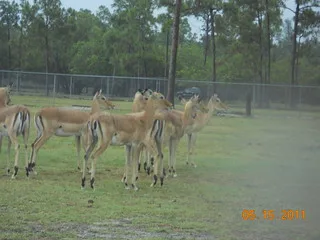 Impala May 15 2011 Day At Lion Country Safari Osseous Flickr