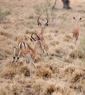 Impala Savuti Chobe National Park Viaggio Botswana 2010 Flickr