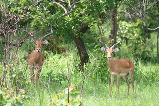 Impala Seen On Safari In Akagera National Park Rwanda John Cooke Flickr