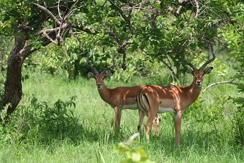 Impala Seen On Safari In Akagera National Park Rwanda John Cooke Flickr