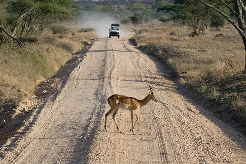 Impala Stig Nygaard Flickr