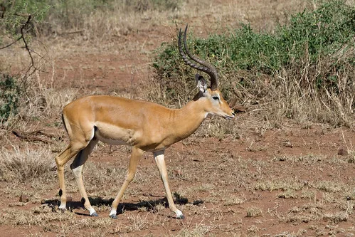 Impala Stig Nygaard Flickr