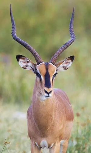 Impala The Animal Facts