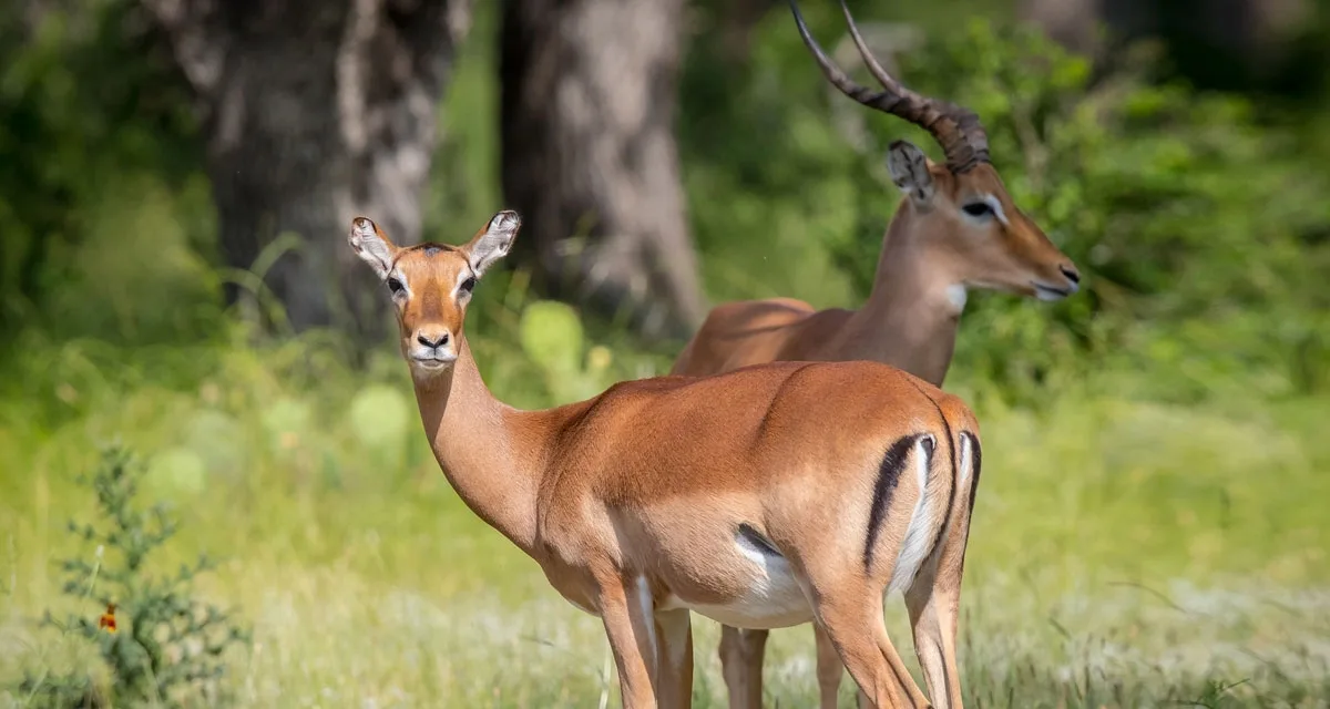 Impala Wildlife Partners Llcwildlife Partners Llc