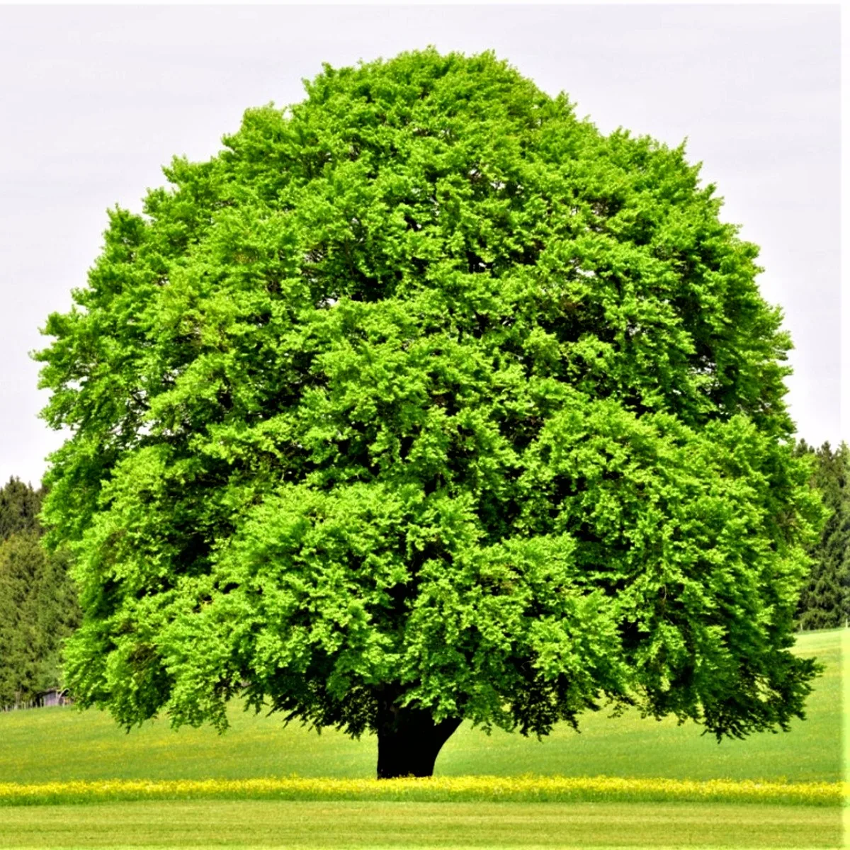 In Praise Of Trees Gentlemans Portion