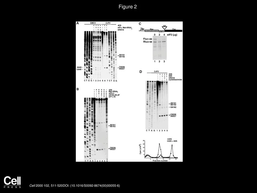 Initiation Of Protein Synthesis From The A Site Of The Ribosome Ppt Download