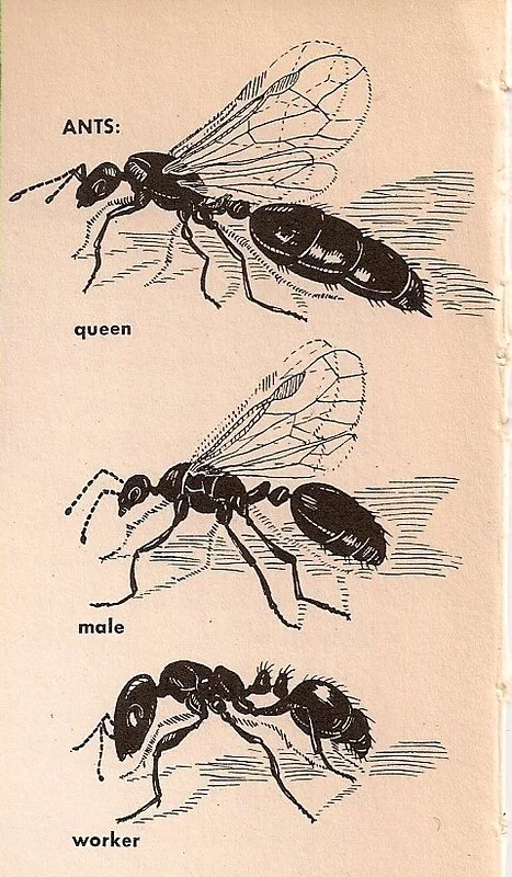 Insect Diagram Different Types Of Flies