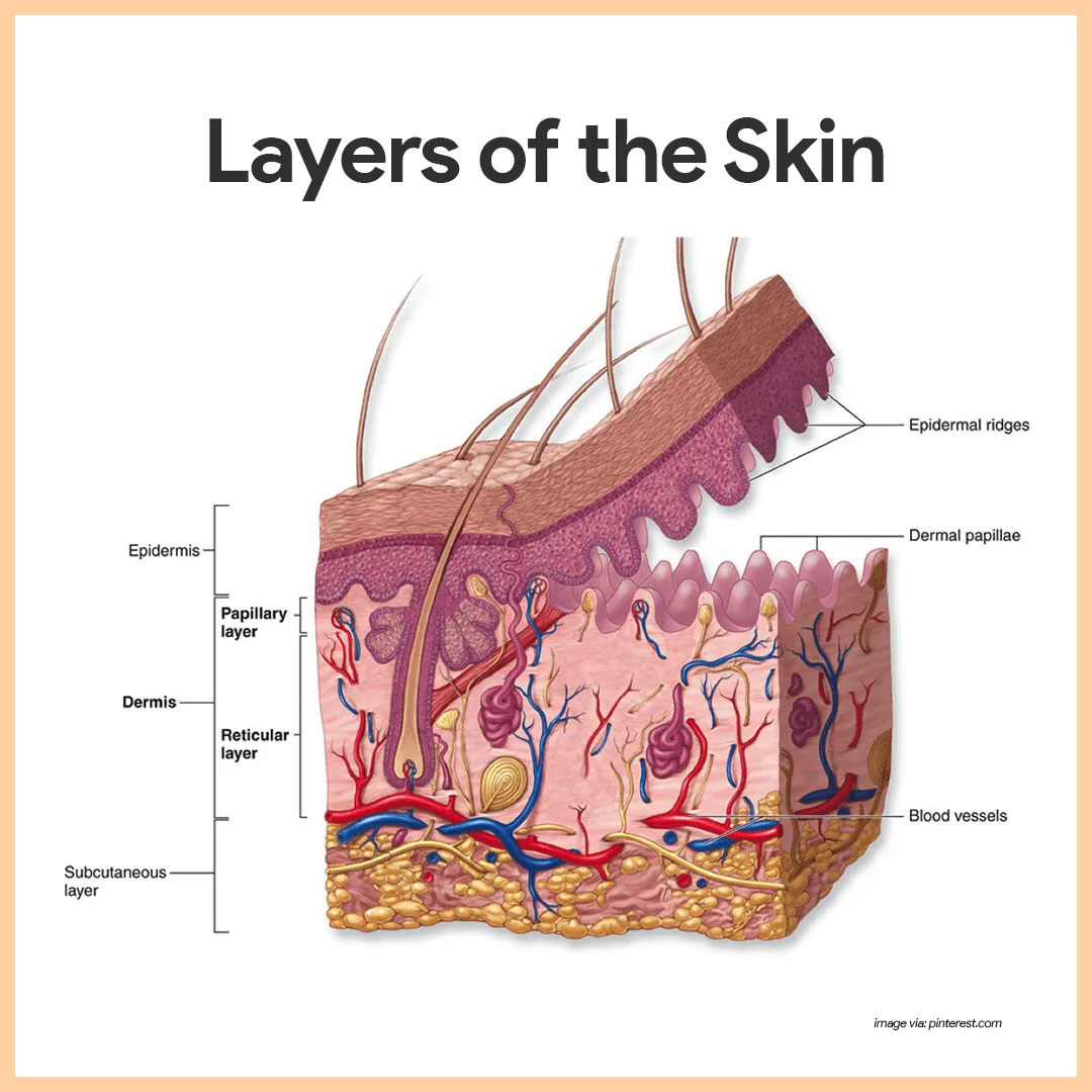 Integumentary System Anatomy And Physiology Skin Anatomy Integumentary System Anatomy And