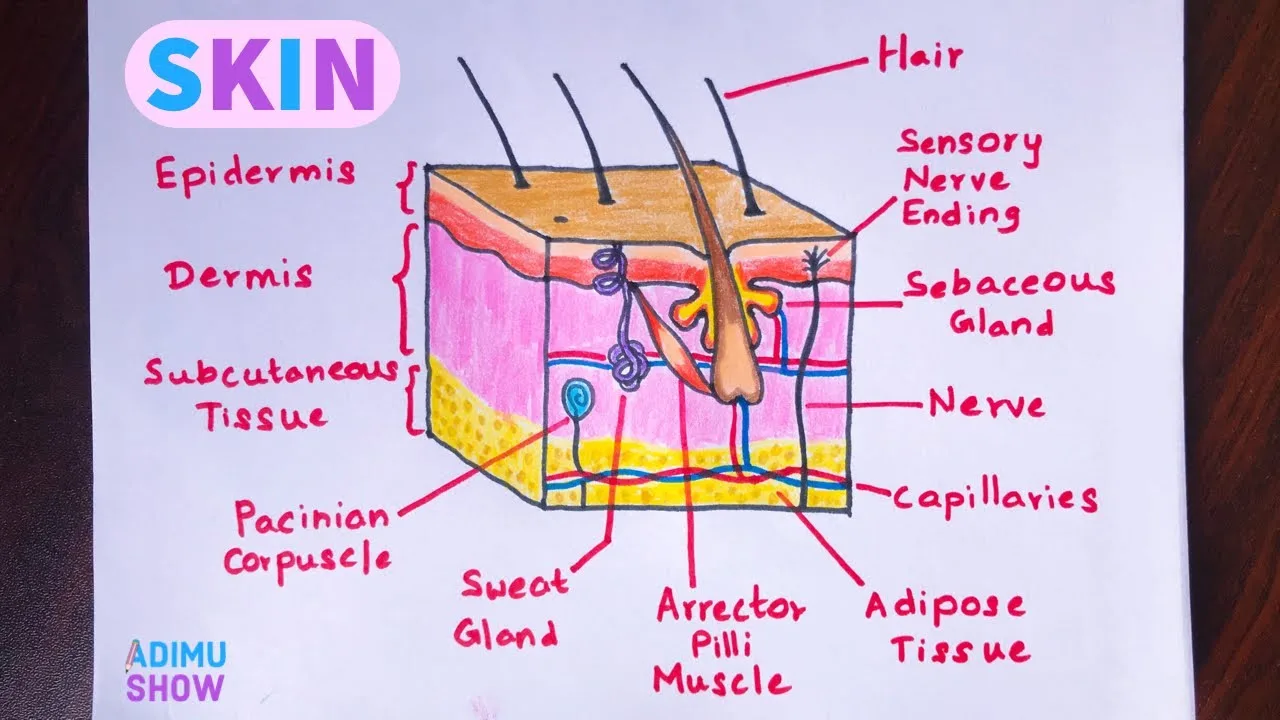 Integumentary System Diagram