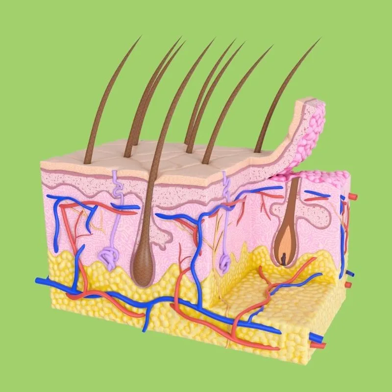 Integumentary System Diagram