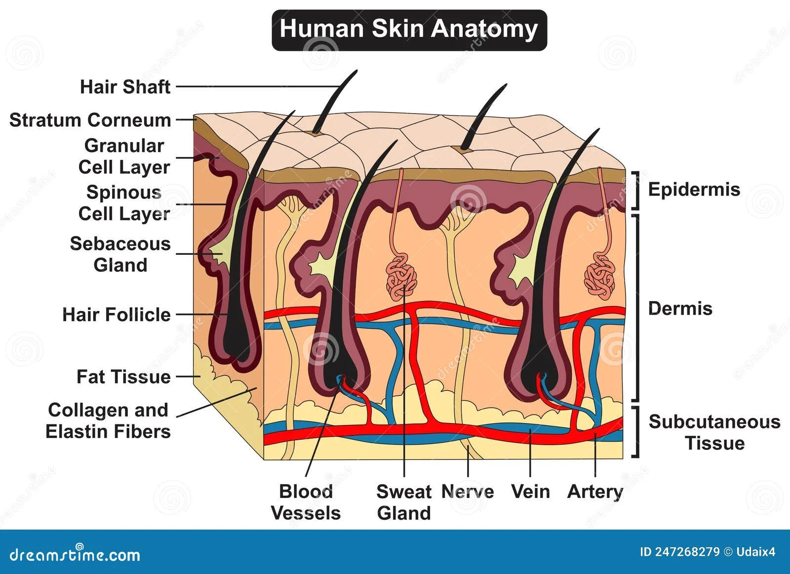 Integumentary System Diagram For Kids