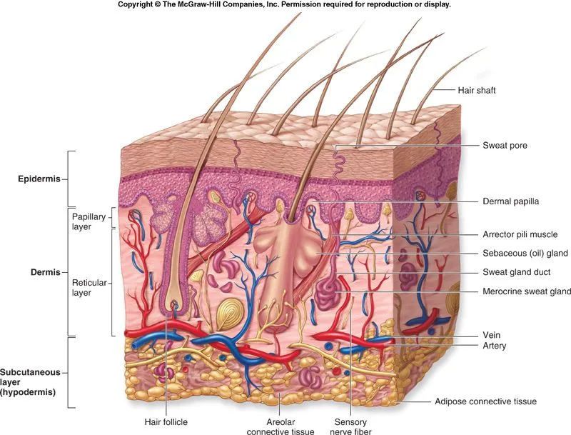 Integumentary System Diagram Google Search Human Integumentary System Skin Anatomy