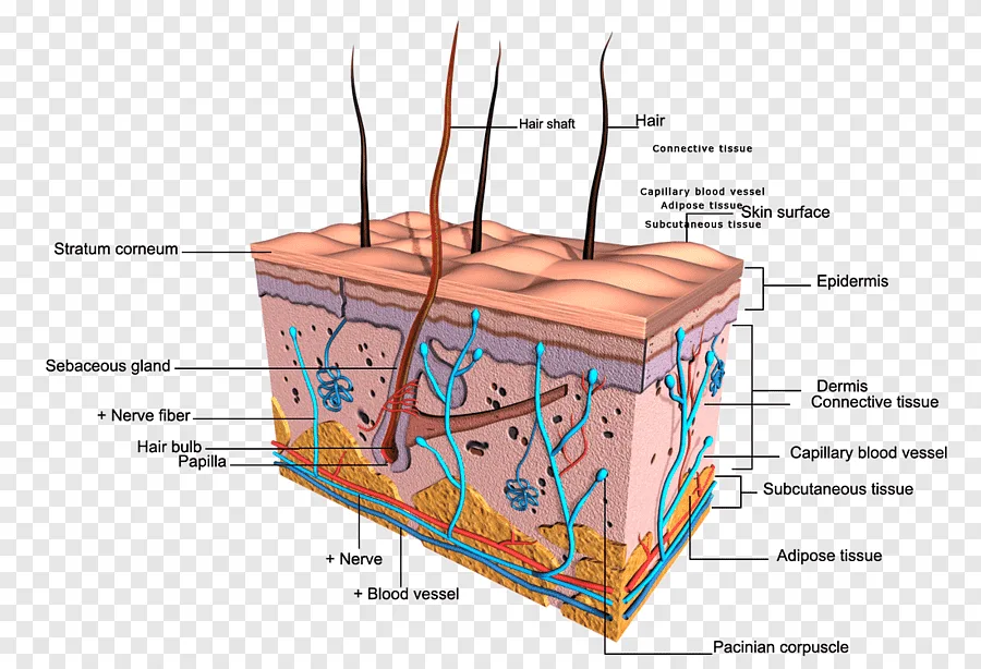 Integumentary System Skin Diagram