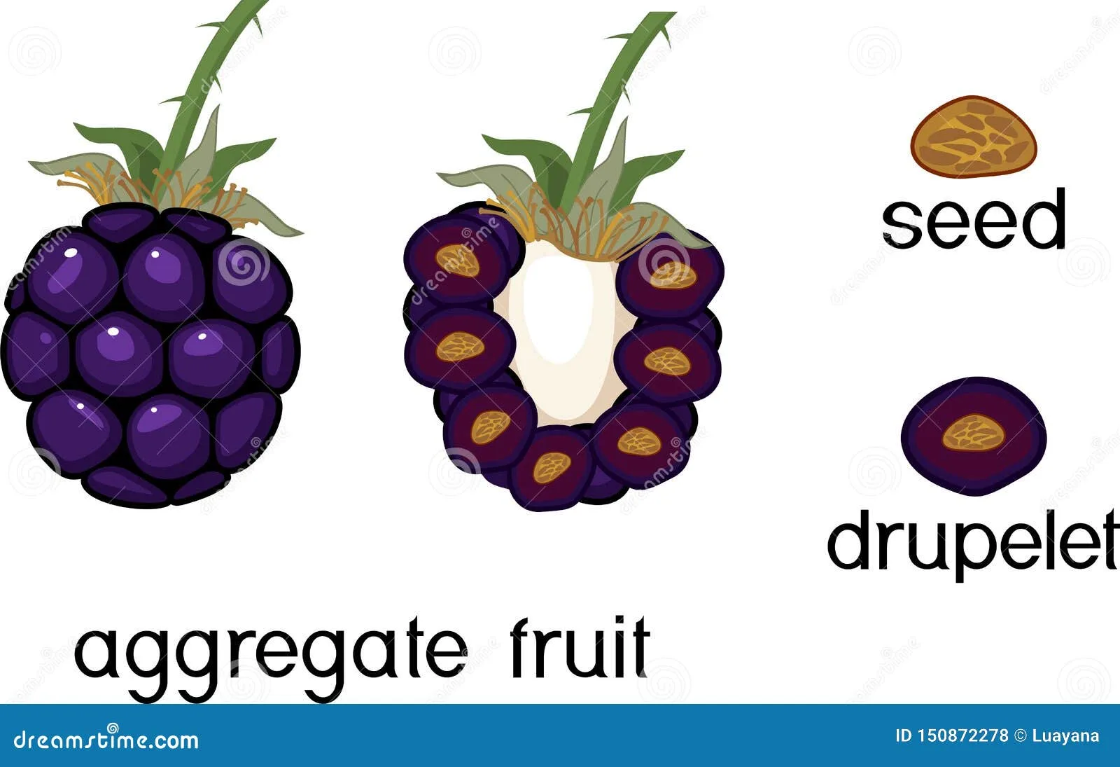 Internal And External Structure Of Raspberry Aggregate Fruit Cartoon Vector