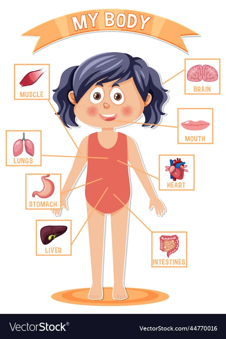 Internal Organs For Kids