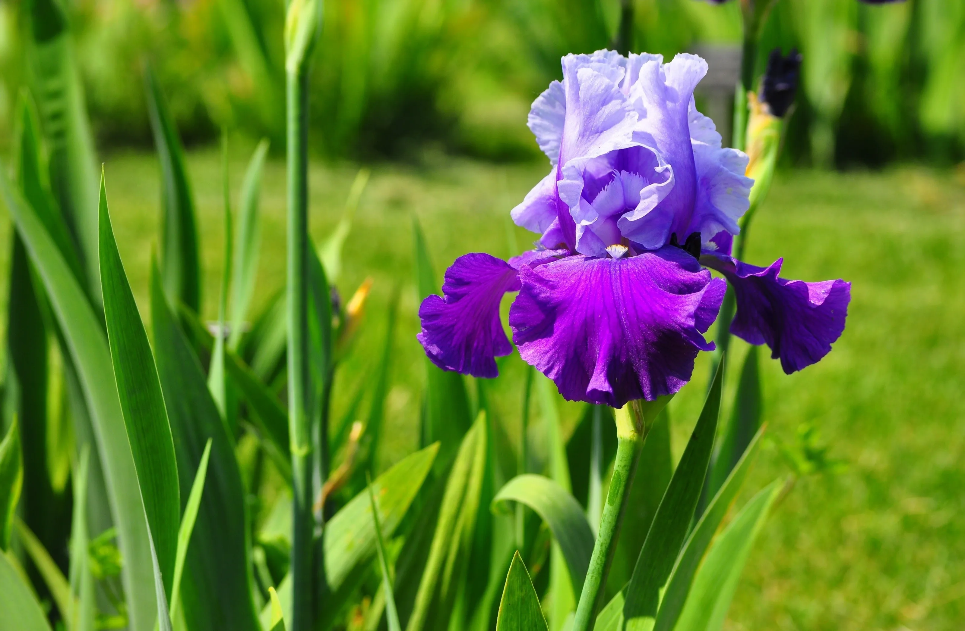 Iris Wallpaper 62 Images