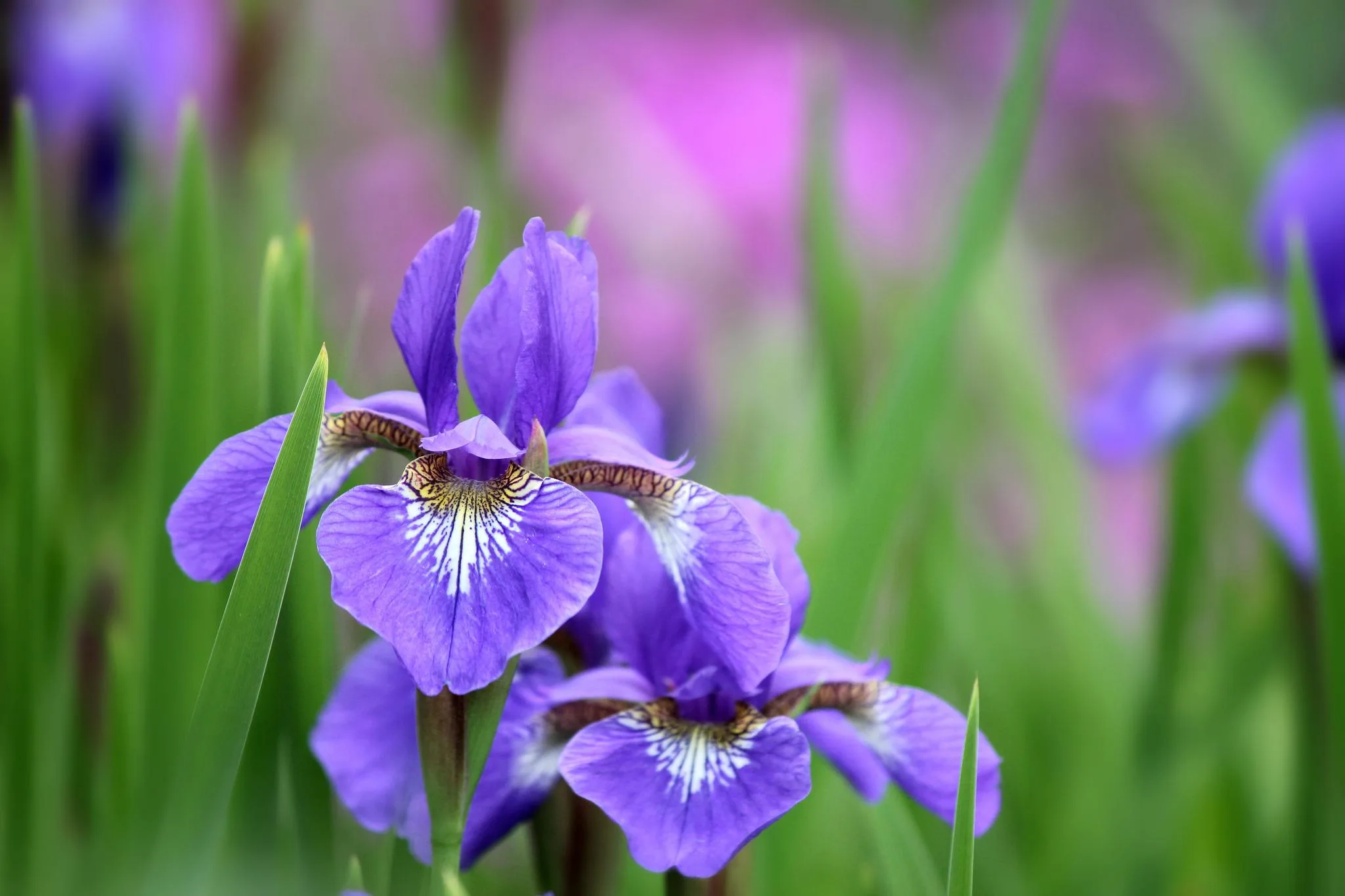 Iris Wallpaper Hd Download