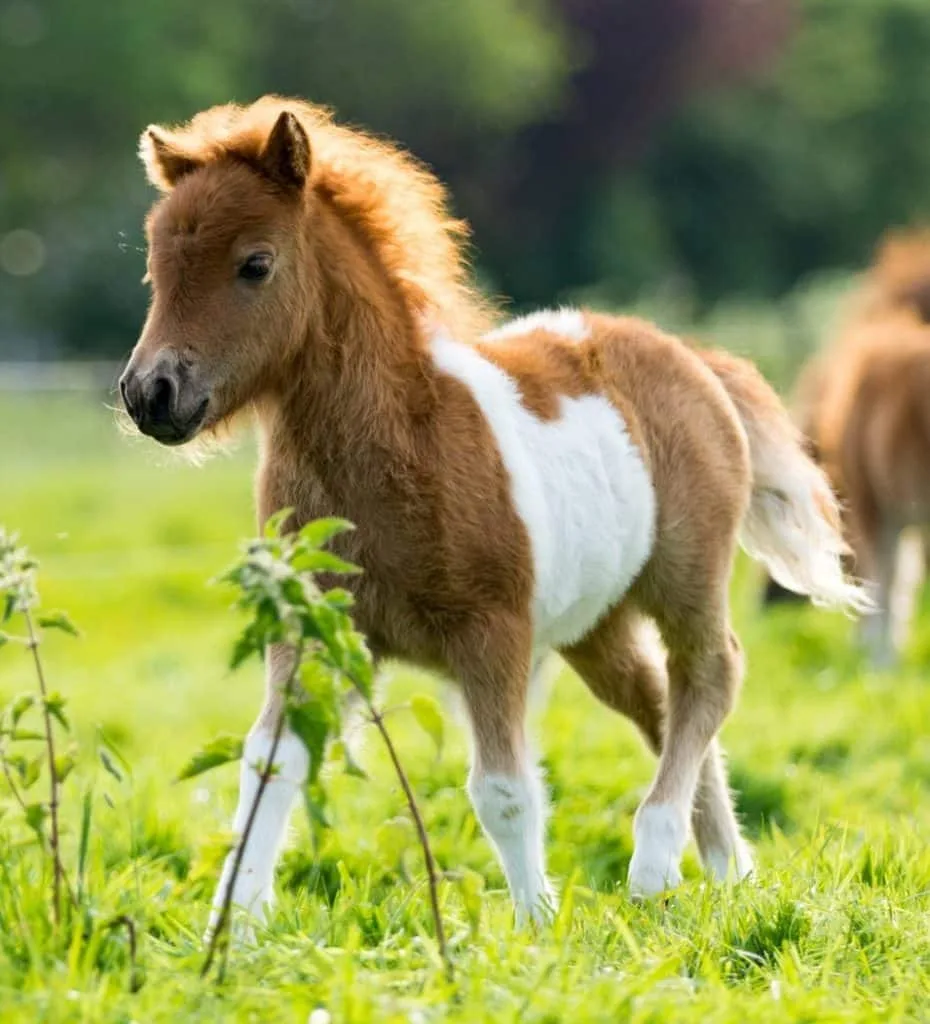 Is A Pony A Baby Horse Let S Check The Facts To Find Out Horse Racing Sense