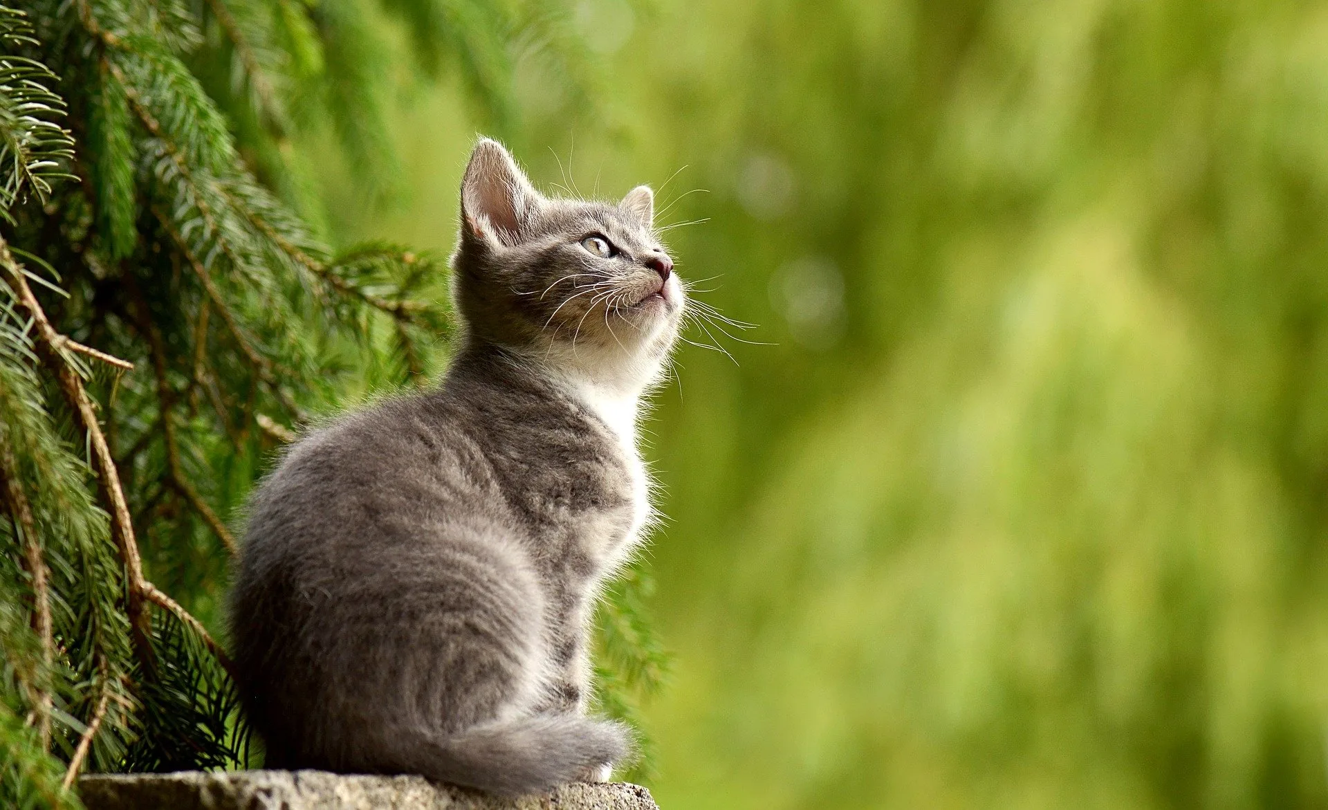 It S Happy Cat Month