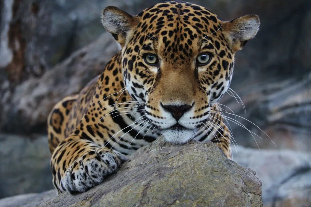 Jaguar Animal Facts