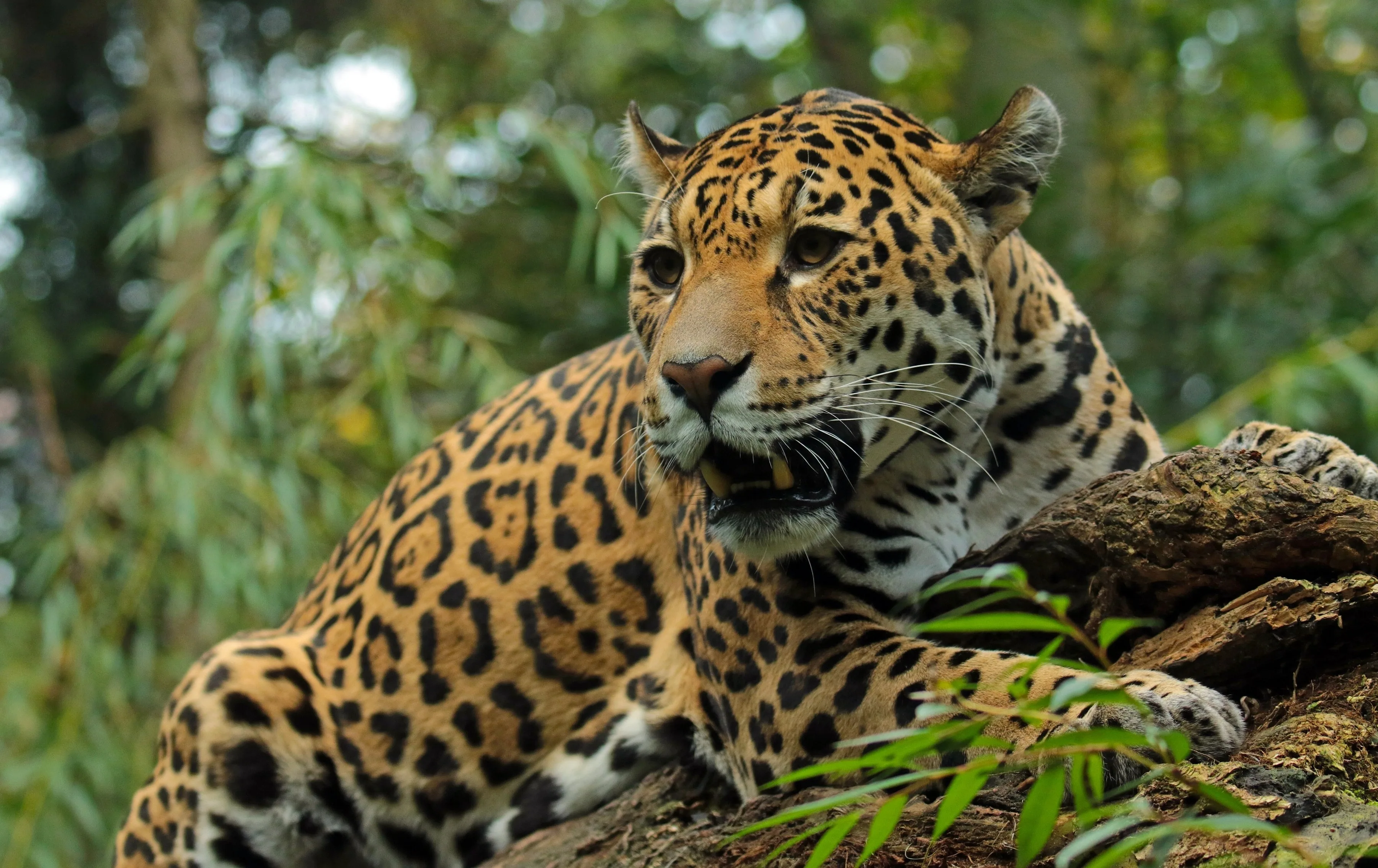 Jaguar