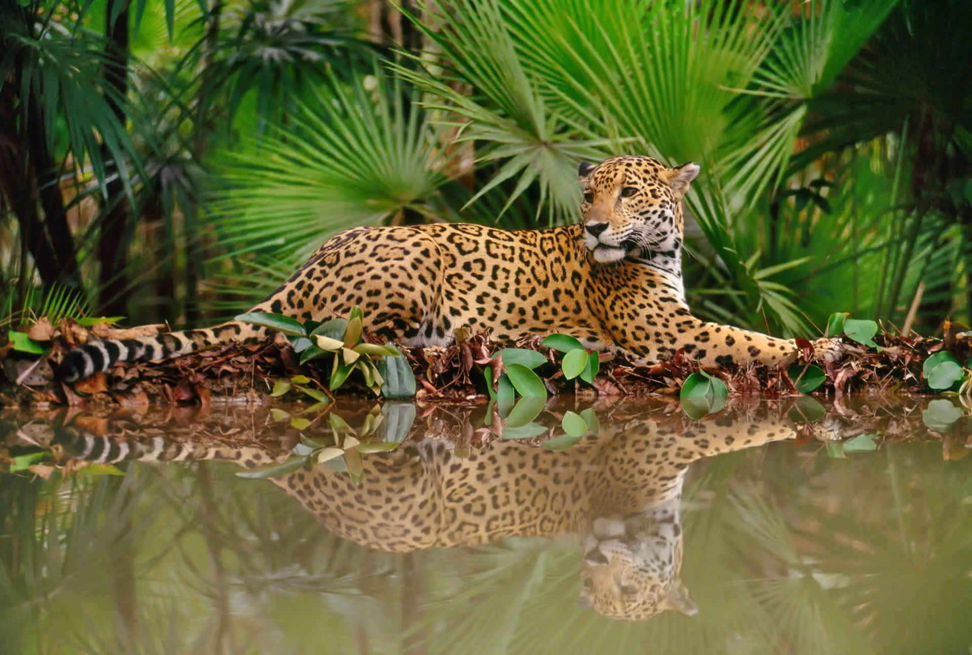 Jaguar