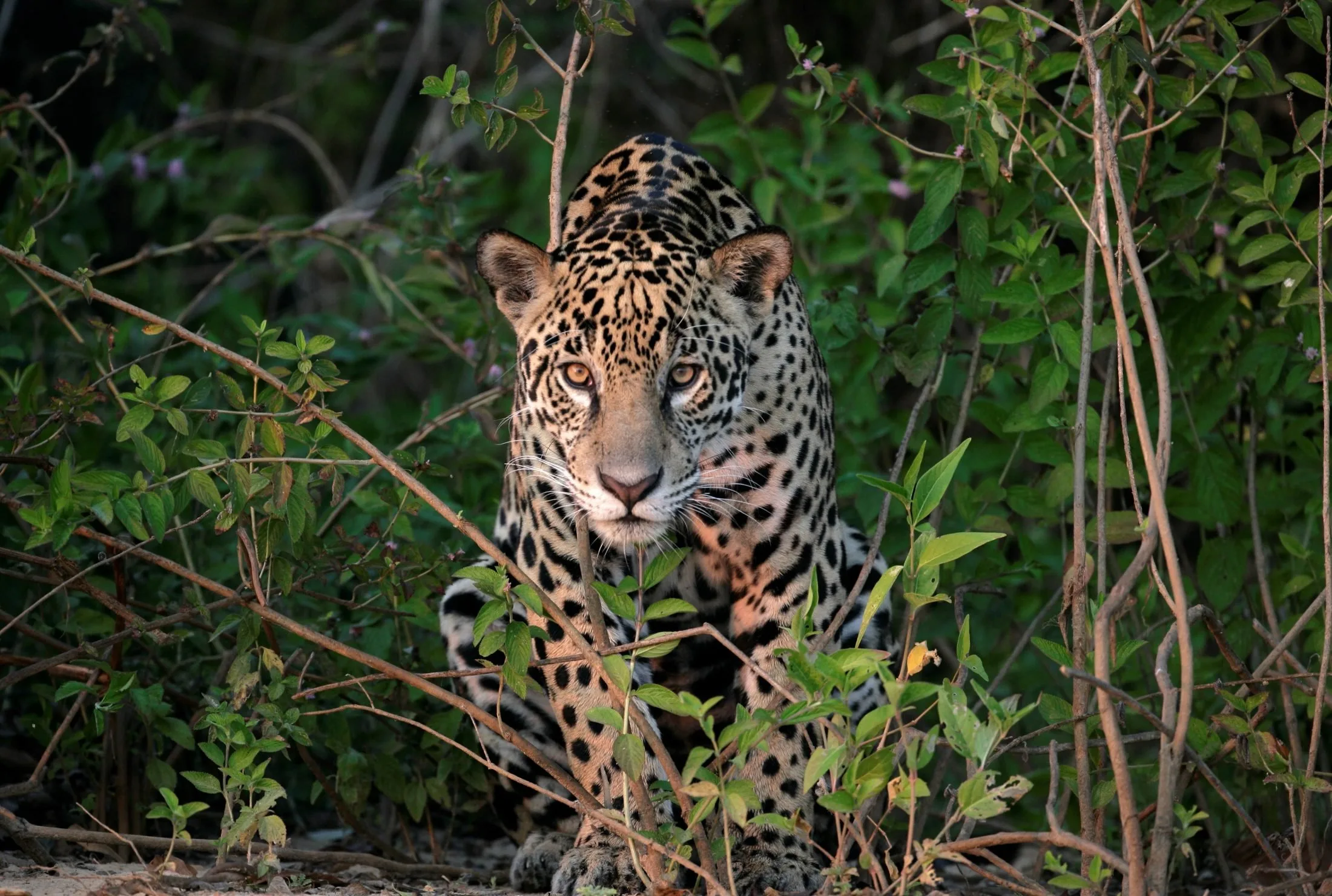 Jaguar Facts
