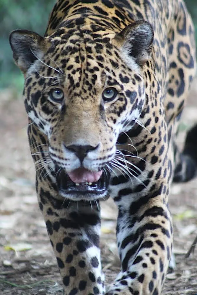 Jaguars Chattanooga Zoo