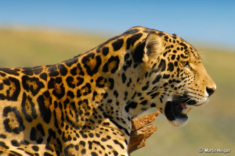 Jaguars In The United States Part 1 The Jaguar