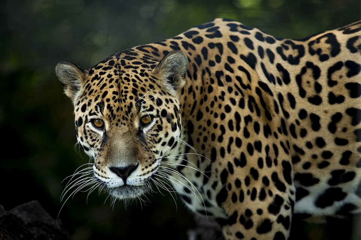 Jaguars Return To Argentina Anti Malaria Medical Breakthrough Fighting Child Marriage With