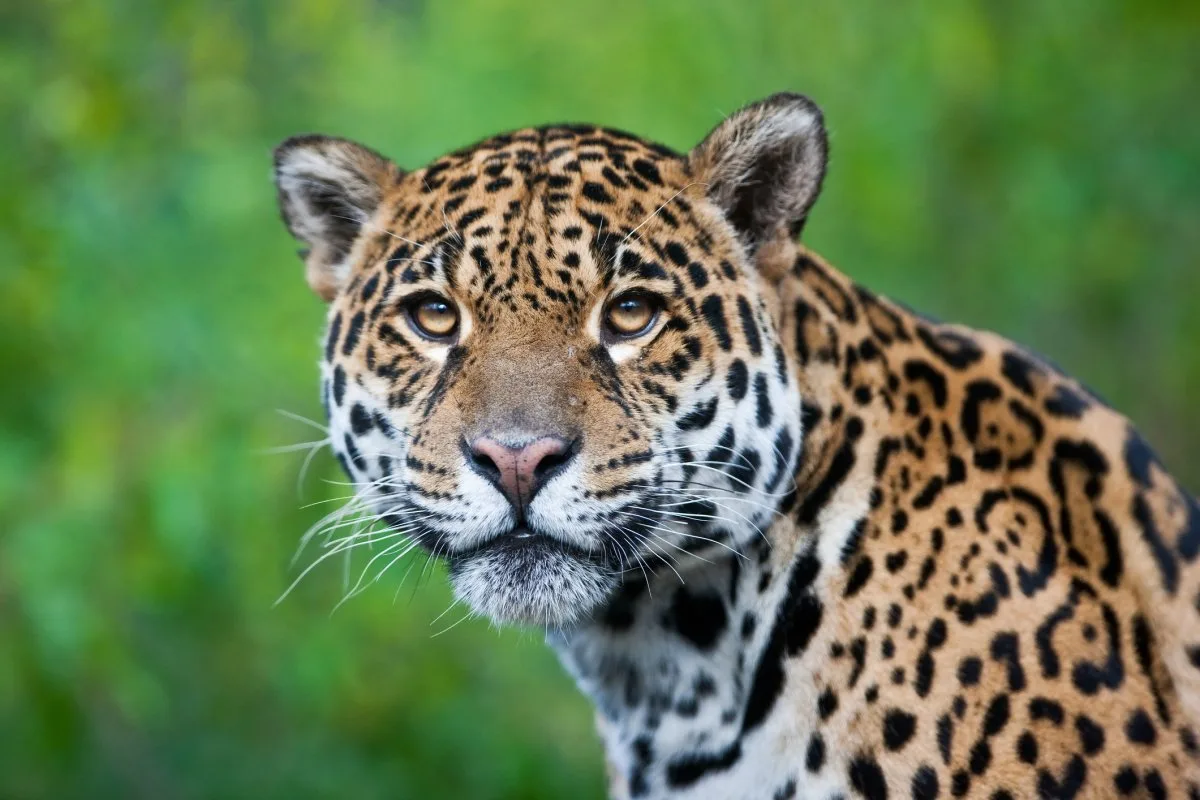 Jaguars Seen Back In U S Decades After Being Hunted Out Newsweek