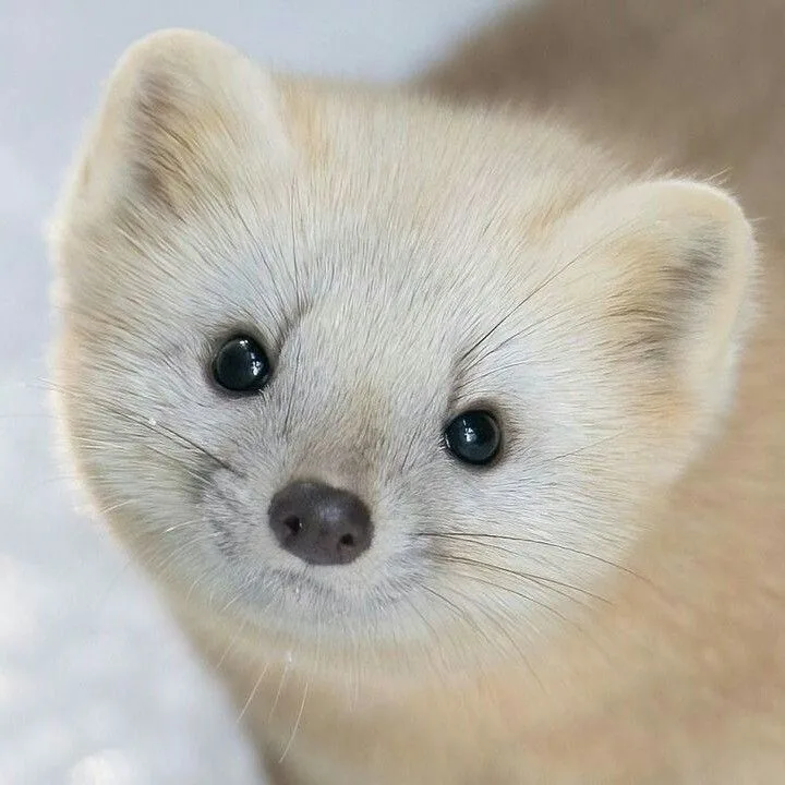 Japanese Sable Cute Ferrets Silly Animals Cute Animals