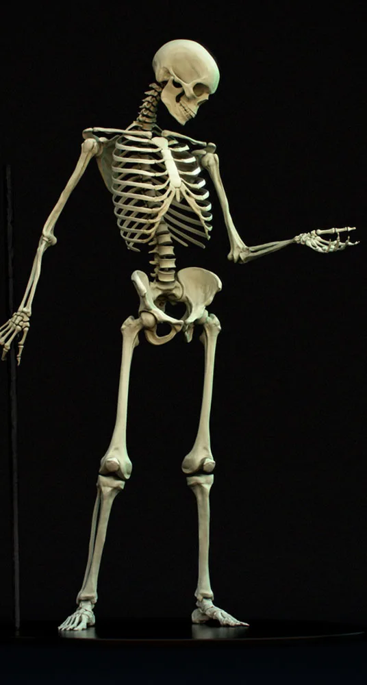 Joel Mongeon Skeleton