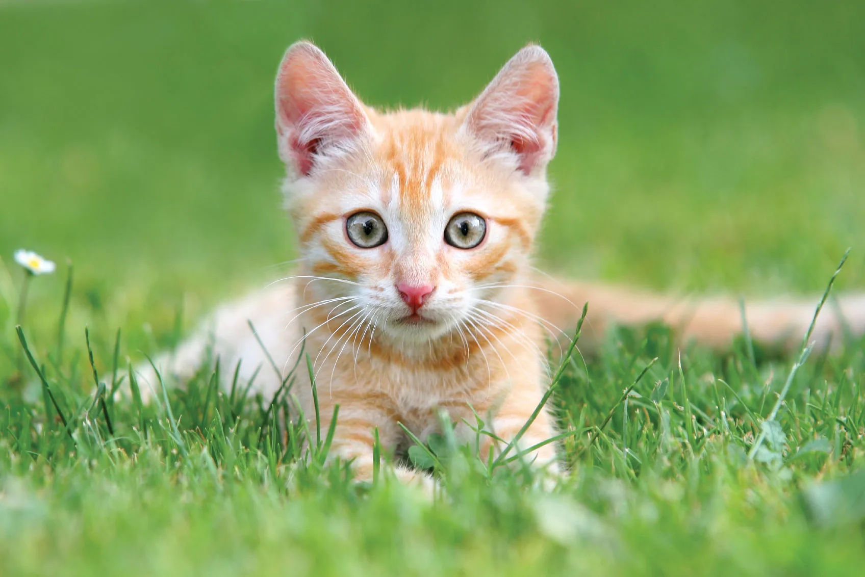 June Adopt A Cat Month At Citizens For Animal Protection Houston Pettalk Houston Pettalk