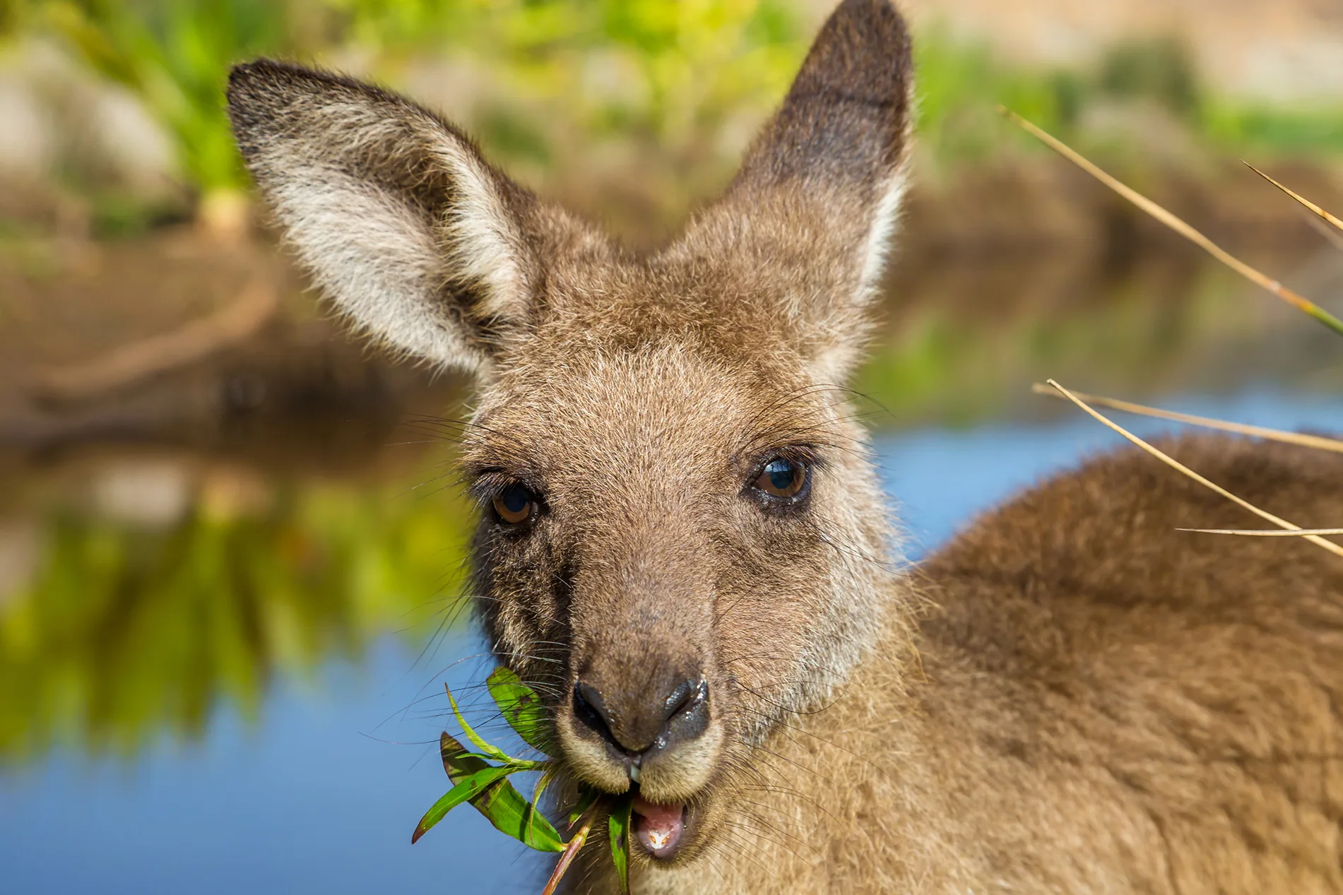 Kangaroo Symbolism A Message Spirit Animal Totems