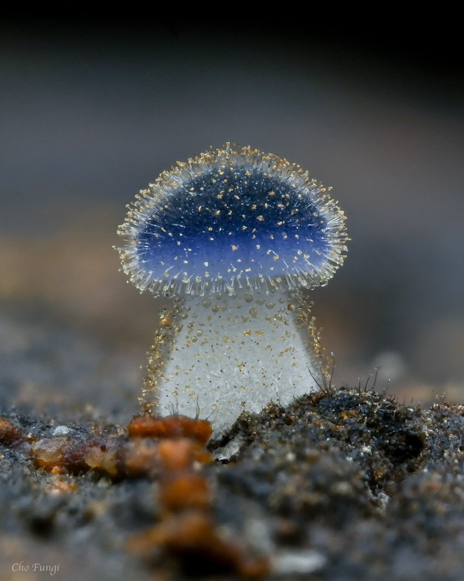 Kingdom Fungi