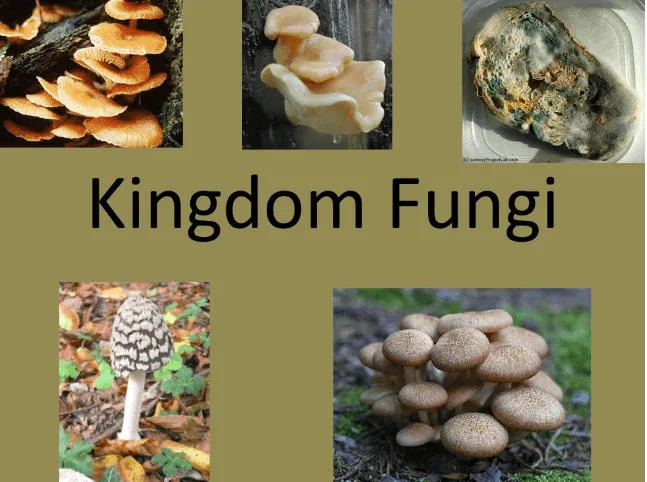 Kingdom Fungi Characteristics Example And Diagram
