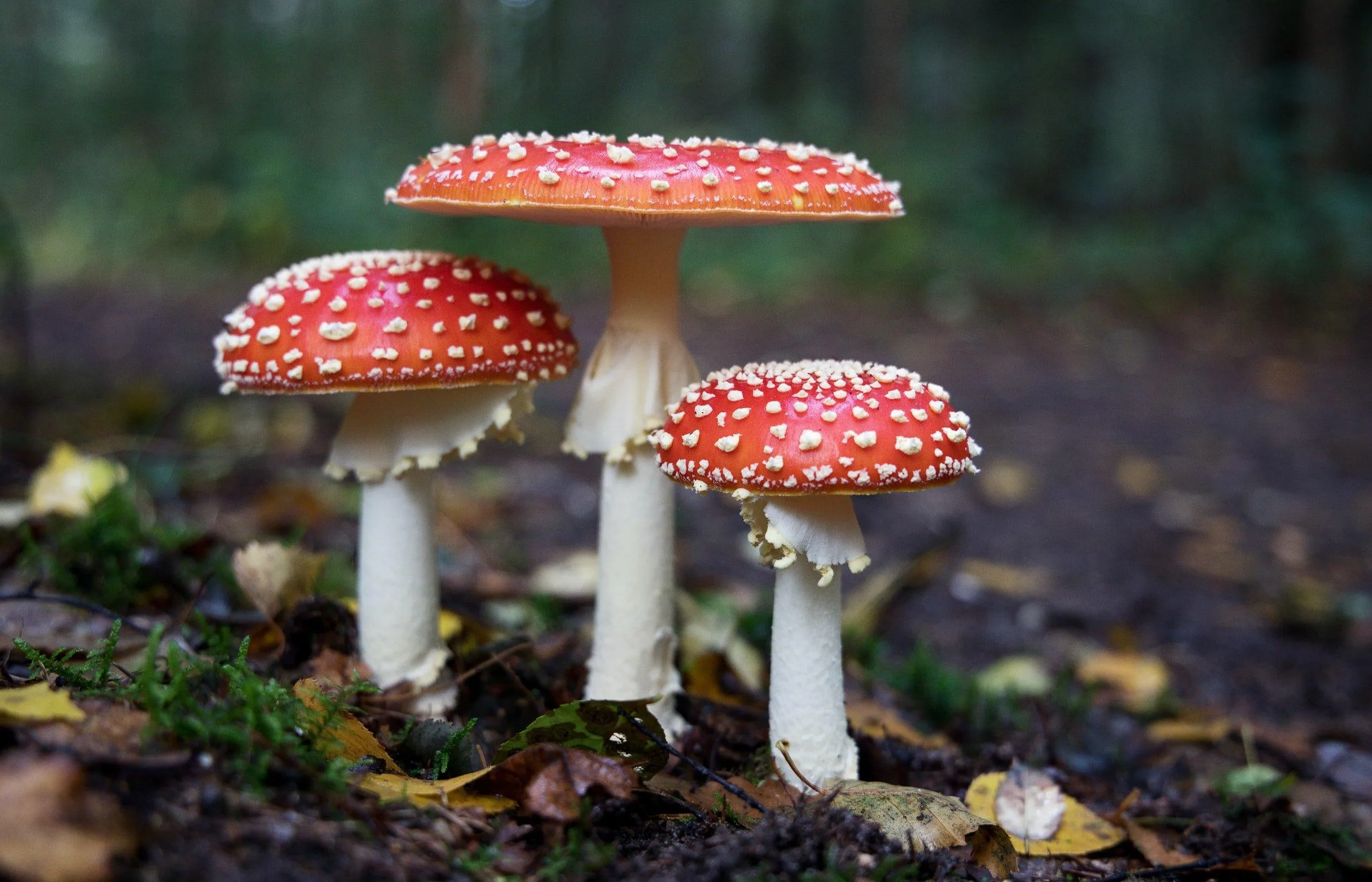 Kingdom Fungi Jamur