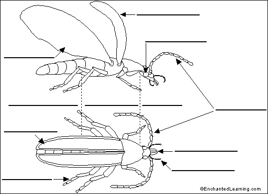 Label Beetle Anatomy Printout