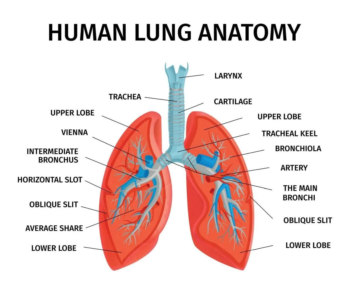 Label Lungs Diagram Lungs Diagram