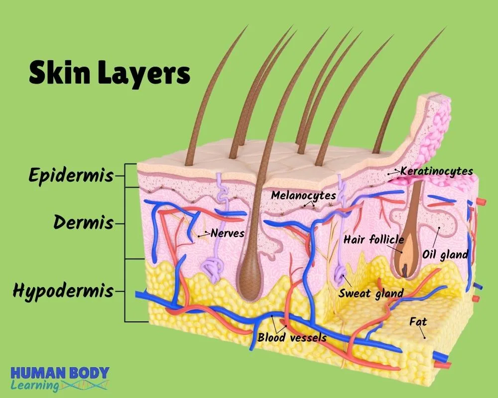 Label Skin Structure Diagram Skin Human Anatomy Ls Touch Org