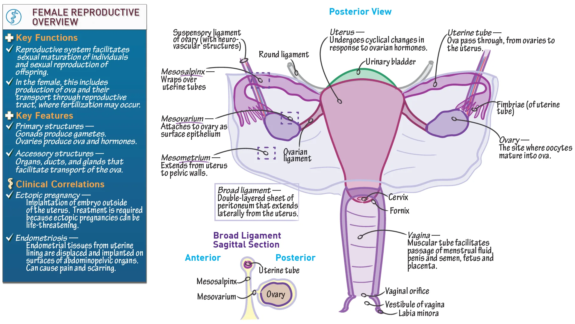 Label The Female Reproductive System Diagram Female Reproduc