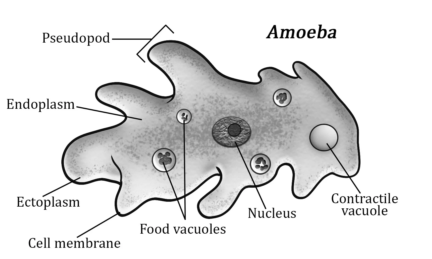 Labeled Amoeba Diagram Introduction To Protista Amoeba