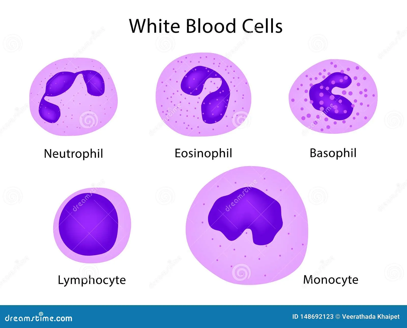Labeled Blood Lymphocytes At Sandra Santos Blog