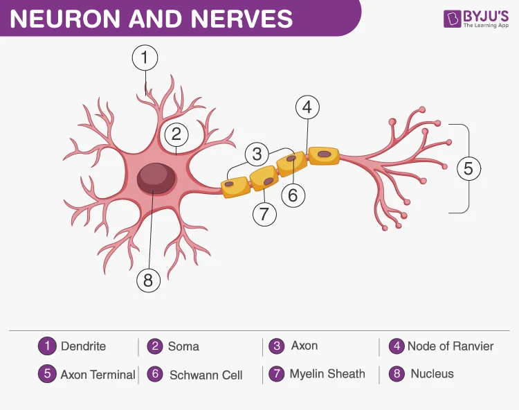 Labeled Diagram Of A Nerve Cell Nerve Cells And Electric Sig