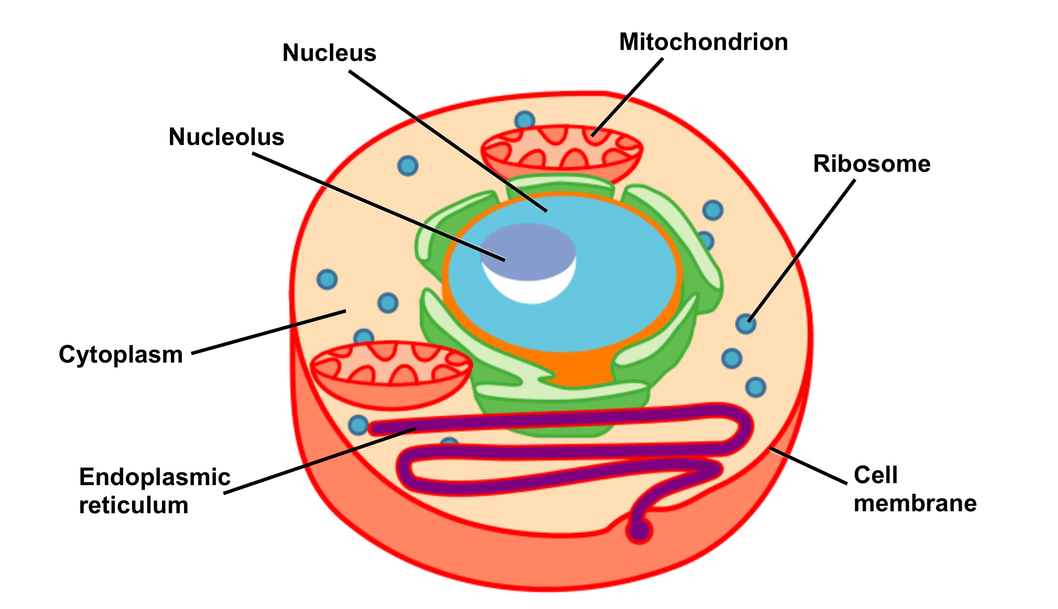 Labeled Diagram Of Cell Top 146 Plant And Animal Cell Diagr